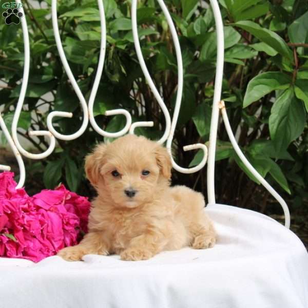 Kaylani, Maltipoo Puppy